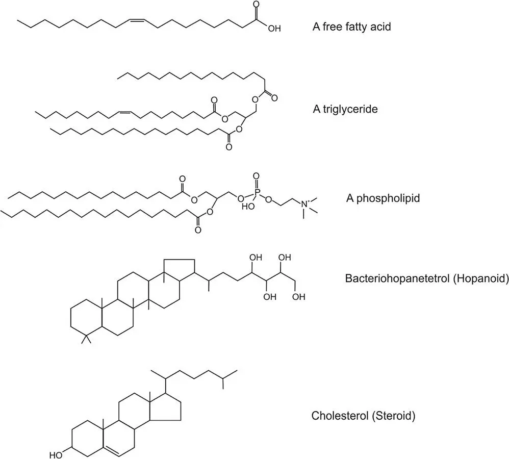 Figure 412 The molecular structure of some lipids Free fatty acids are found - фото 84