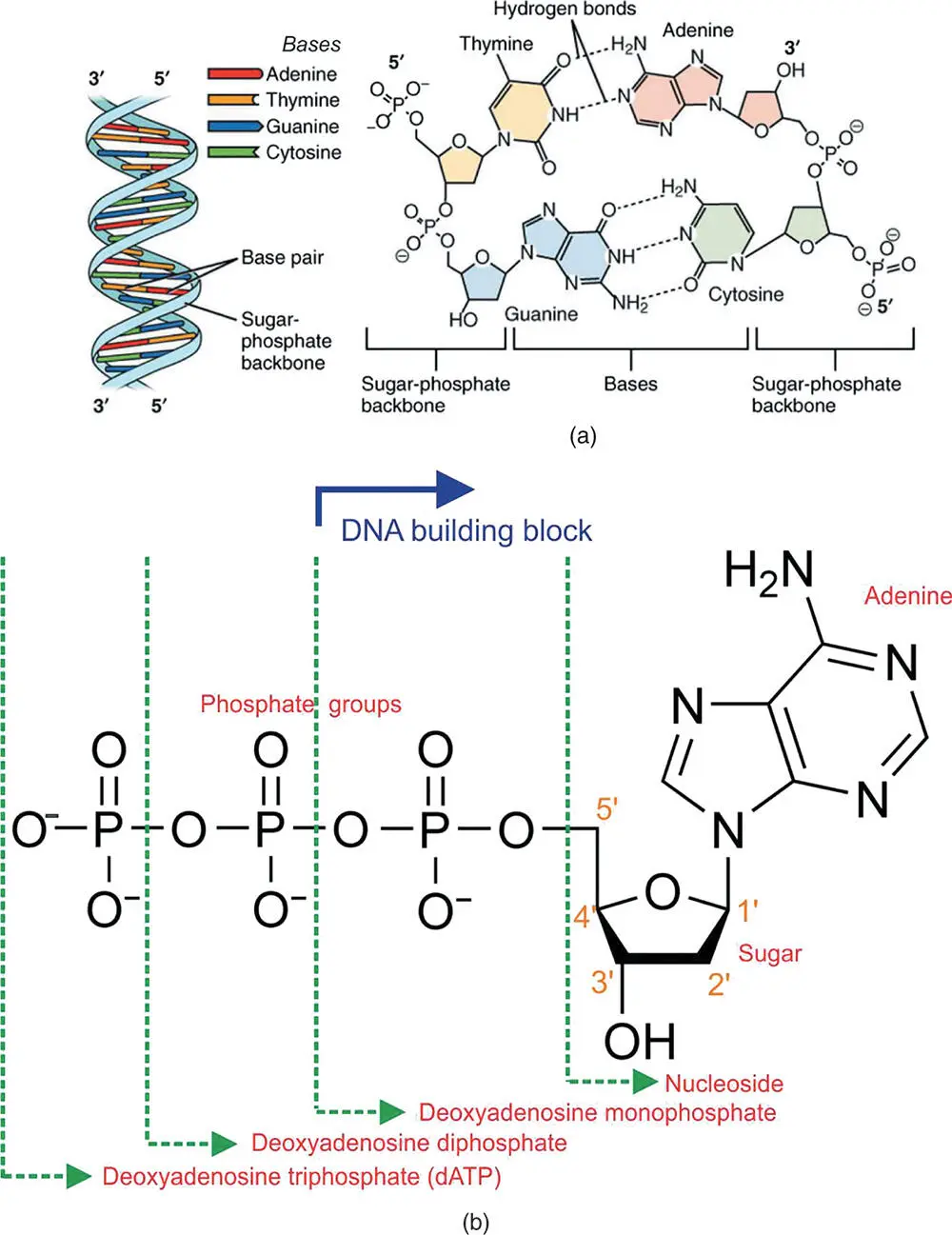 Figure 413 The structure of DNA and its building blocks a The structure of - фото 85