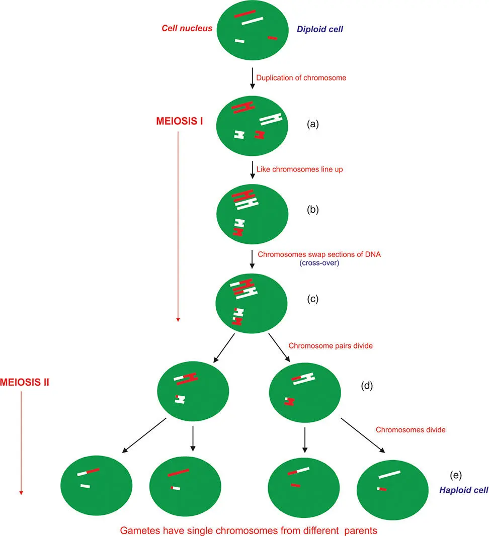 Figure 519 The process of meiosis Meiosis can be explained by reference to - фото 116