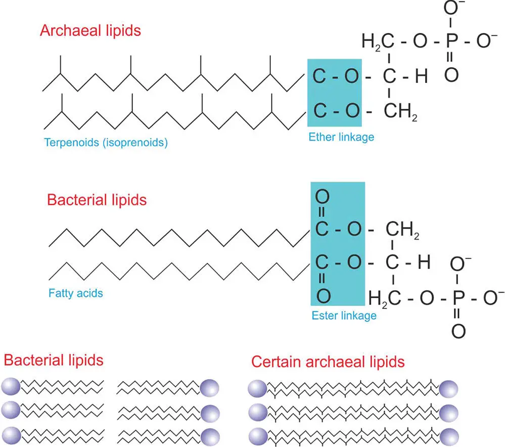 Figure 58 The structure of archaeal cell membrane lipids compared to bacterial - фото 104