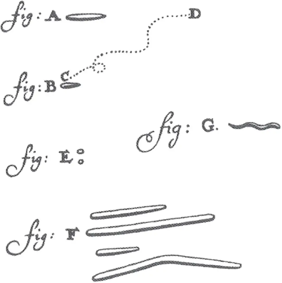 Figure 52 Leeuwenhoeks diagrams in the 1670s showing the first drawing of - фото 98