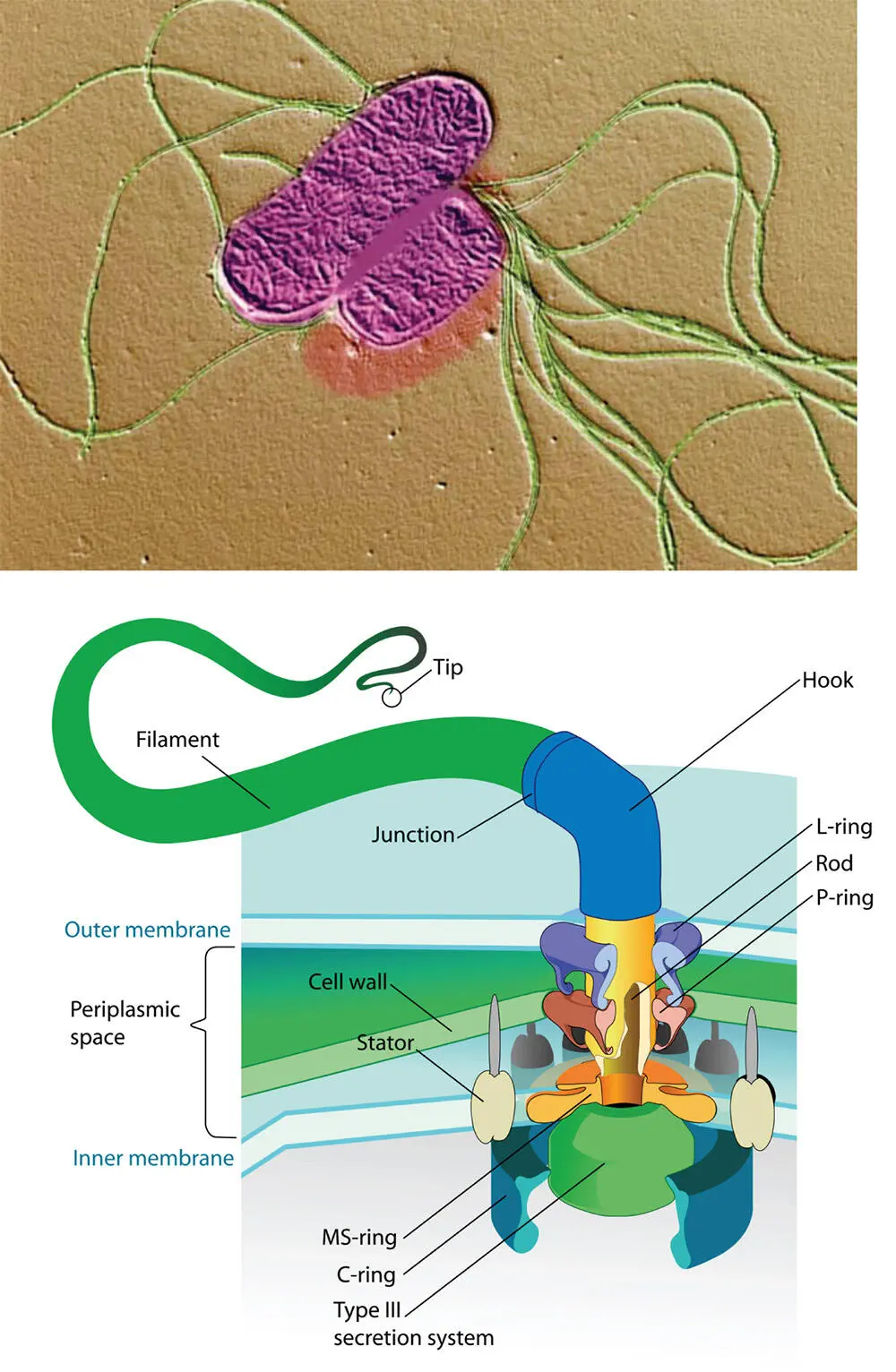 Figure 521 Microbial movement and flagella The microbe Salmonella stained to - фото 118