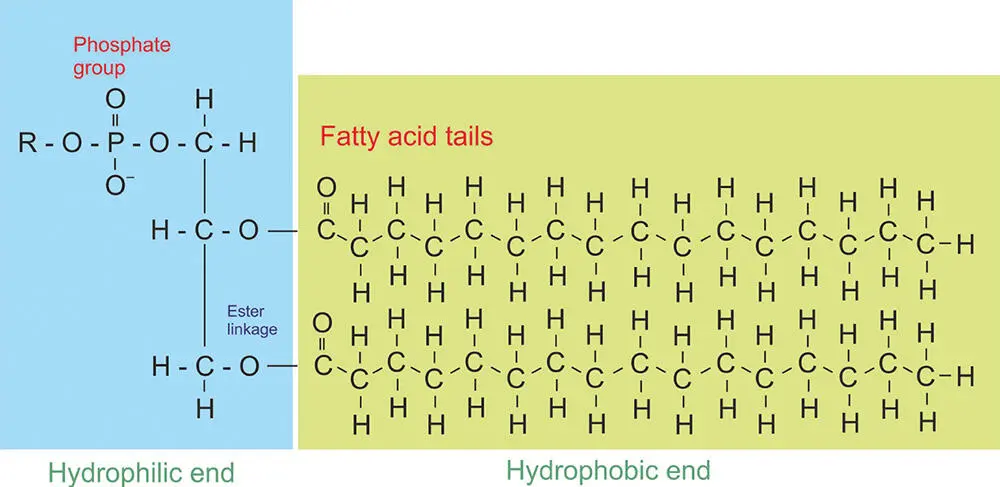 Figure 54 Amphiphilic molecules such as phospholipids that make up some cell - фото 100