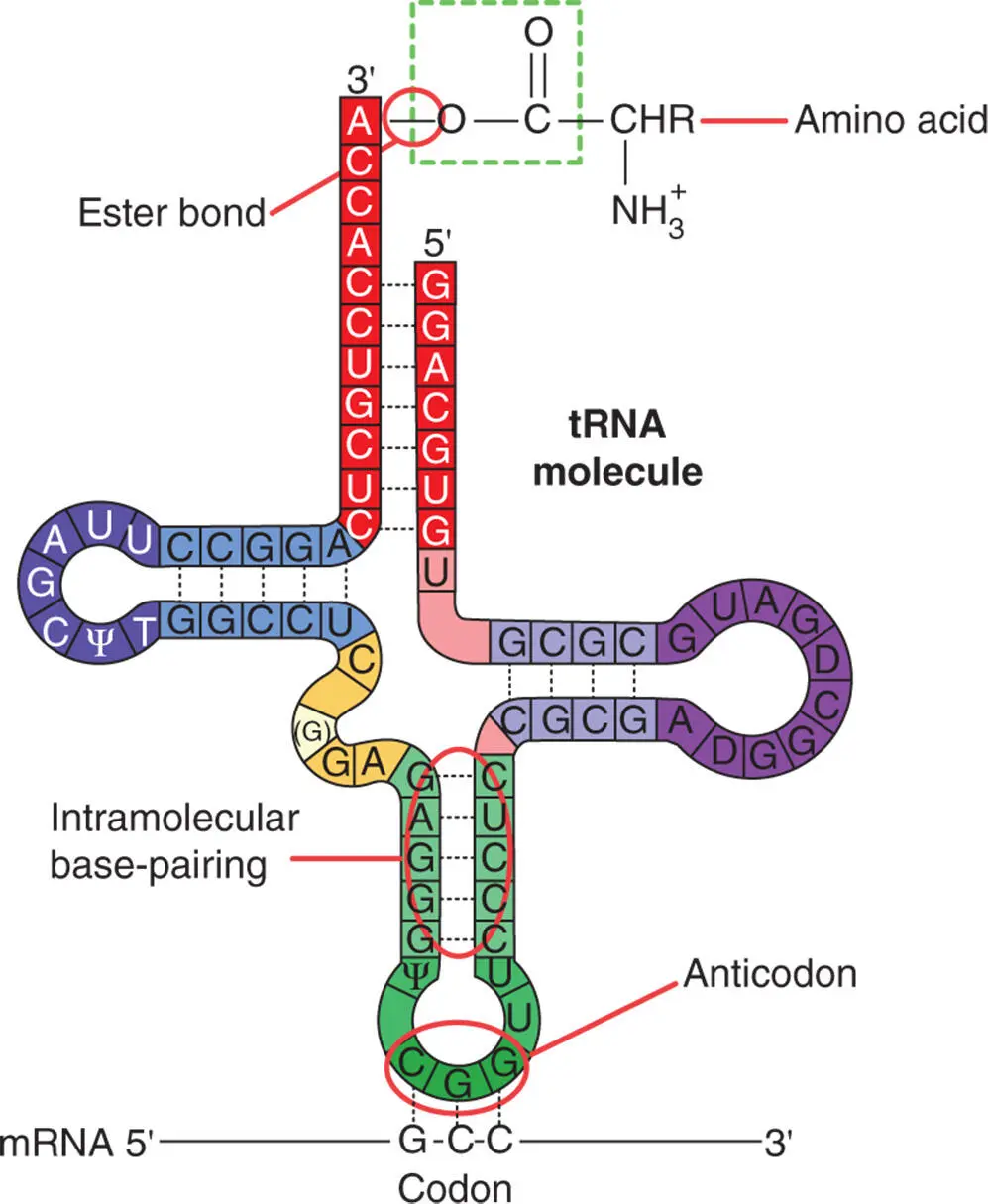 Figure 511 The structure of tRNA The amino acid is attached at the top of - фото 107