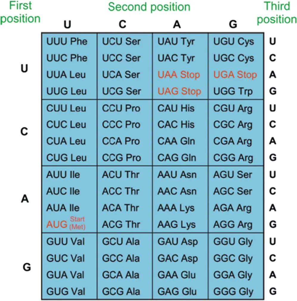 Figure 512 The table of codons of mRNA corresponding to amino acids The amino - фото 108