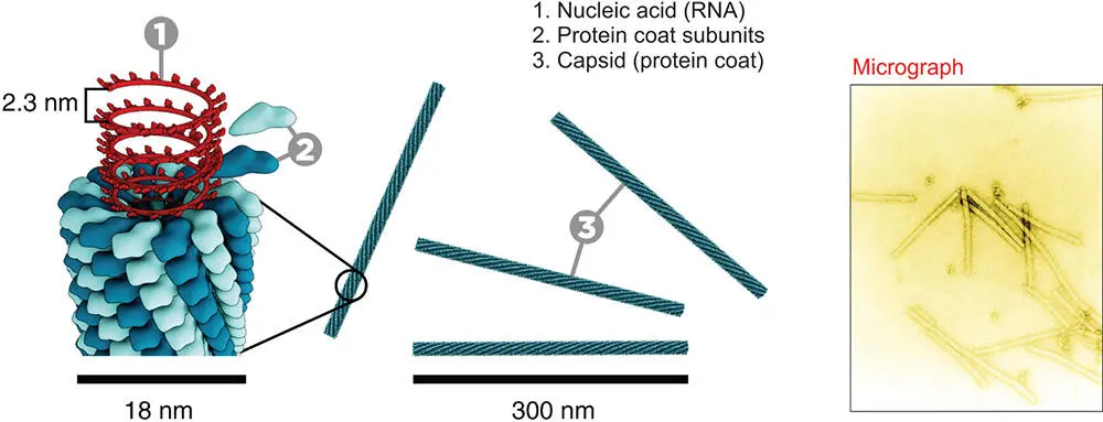 Figure 526 The structure of the Tobacco Mosaic Virus TMV The diagram shows - фото 123