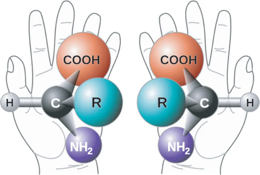 Figure 46 Chirality illustrated with hands and the generic structure for amino - фото 77