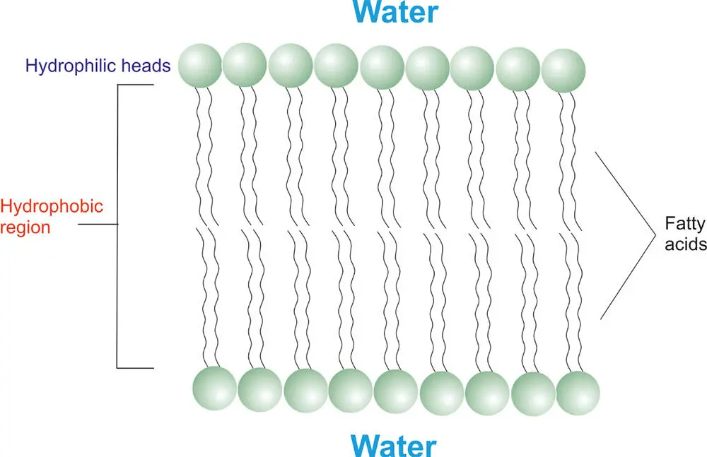 Figure 55 A simplified diagram showing the structure of a lipid bilayer that - фото 101