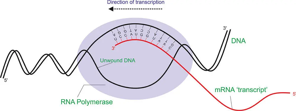 Figure 59 The transcription of DNA into mRNA In prokaryotes this process - фото 105
