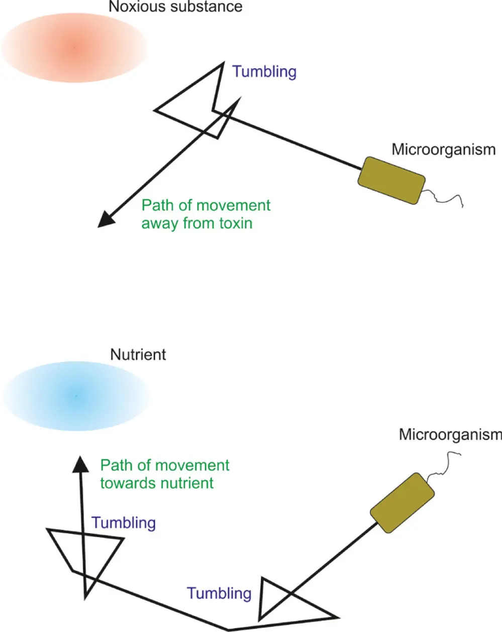 Figure 523 Microbial movements toward nutrients and away from toxins A - фото 120
