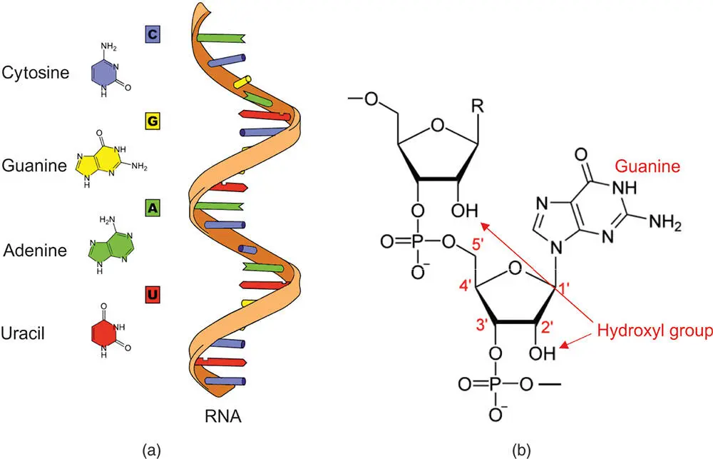 Figure 414 The structure of RNA a The schematic structure and bases of a - фото 86