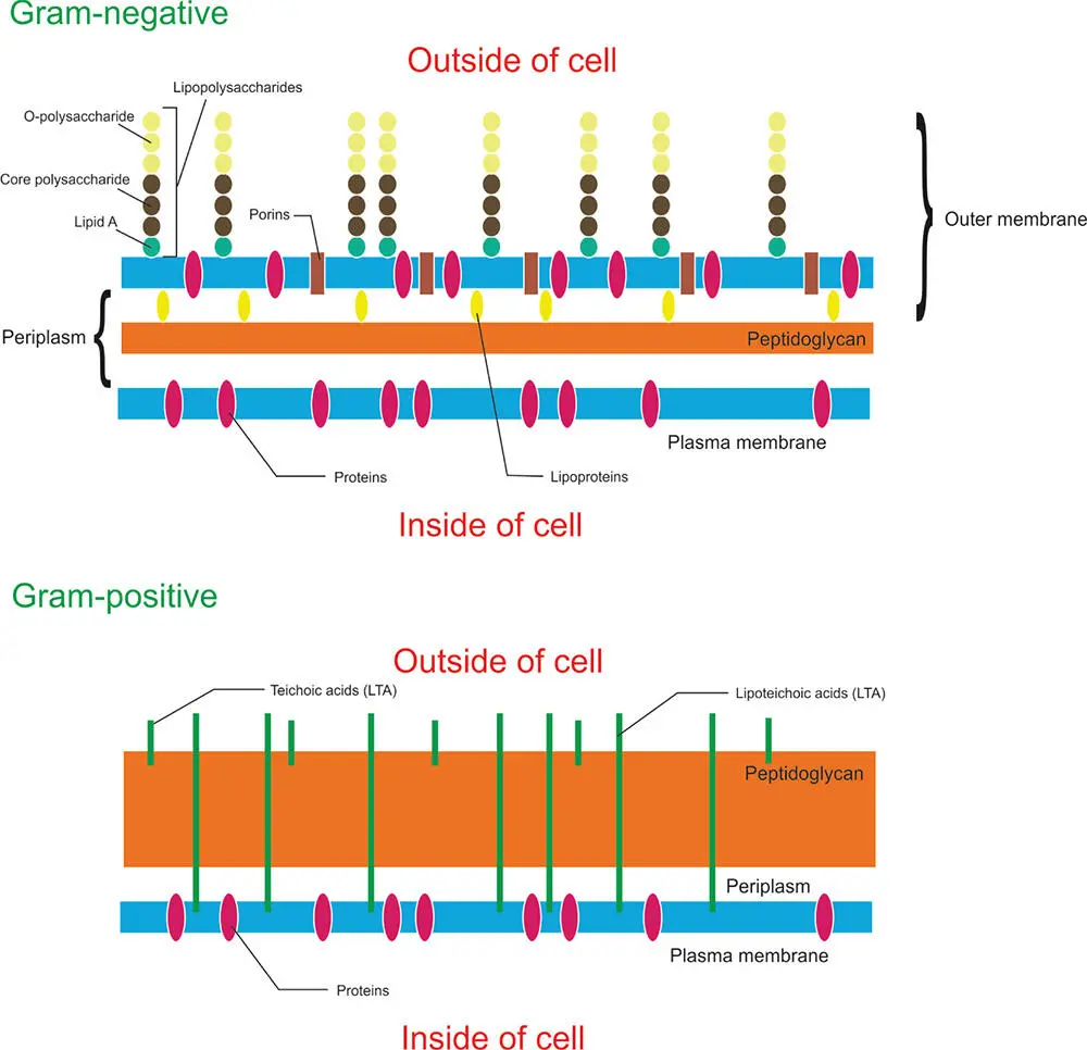 Figure 56 Gramnegative and Grampositive cell membranes Figure 57 A - фото 102
