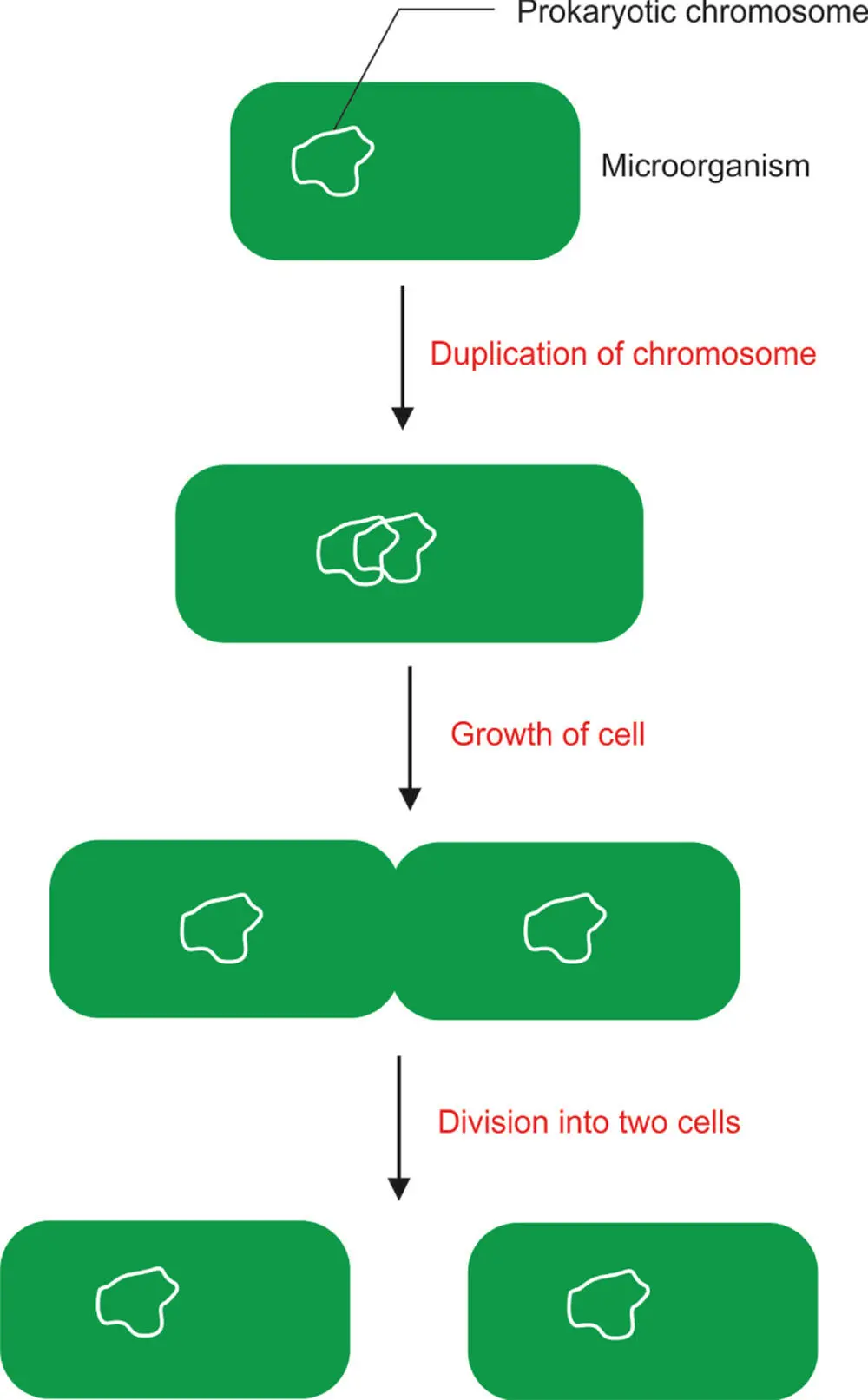 Figure 518 The process of mitosis or binary fission In many eukaryotes - фото 115