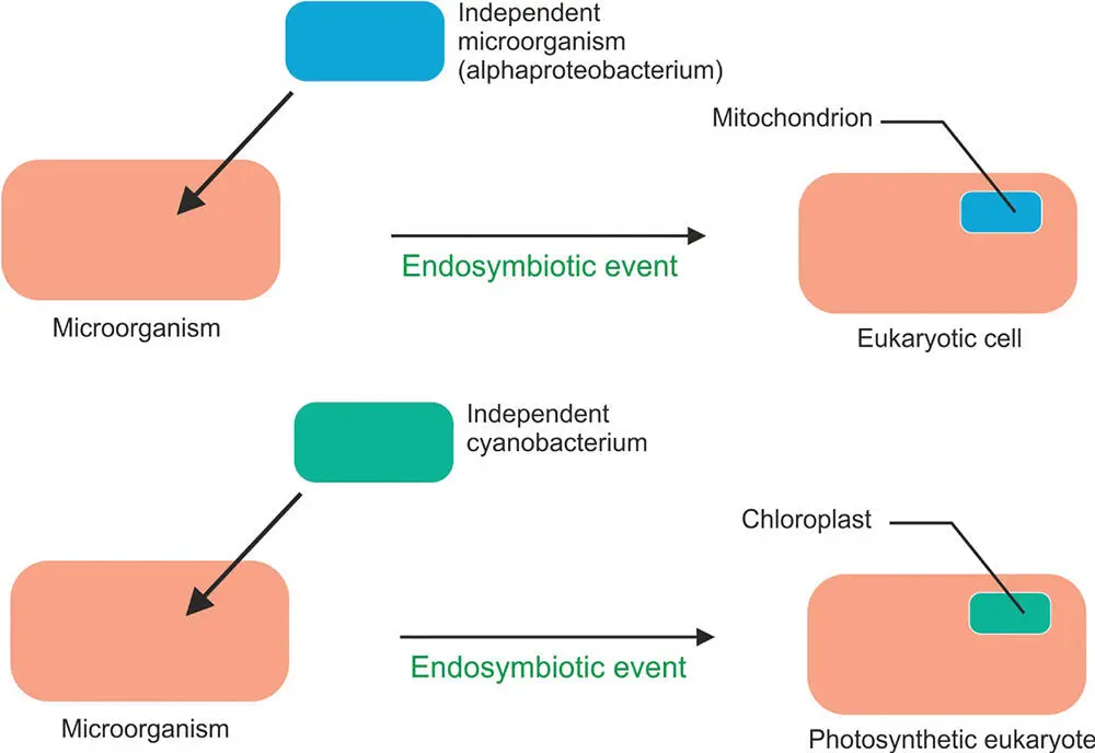 Figure 517 A schematic illustration of the concept of endosymbiosis - фото 114