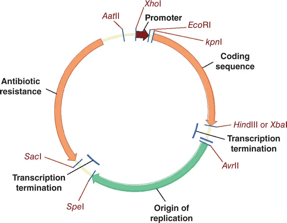 Figure 515 Plasmids are small circular pieces of DNA They can be introduced - фото 112