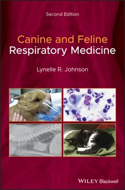 Lynelle R. Johnson Canine and Feline Respiratory Medicine обложка книги