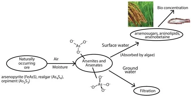 Figure 25Pathway followed by arsenic chemicals This figure shows that in - фото 14