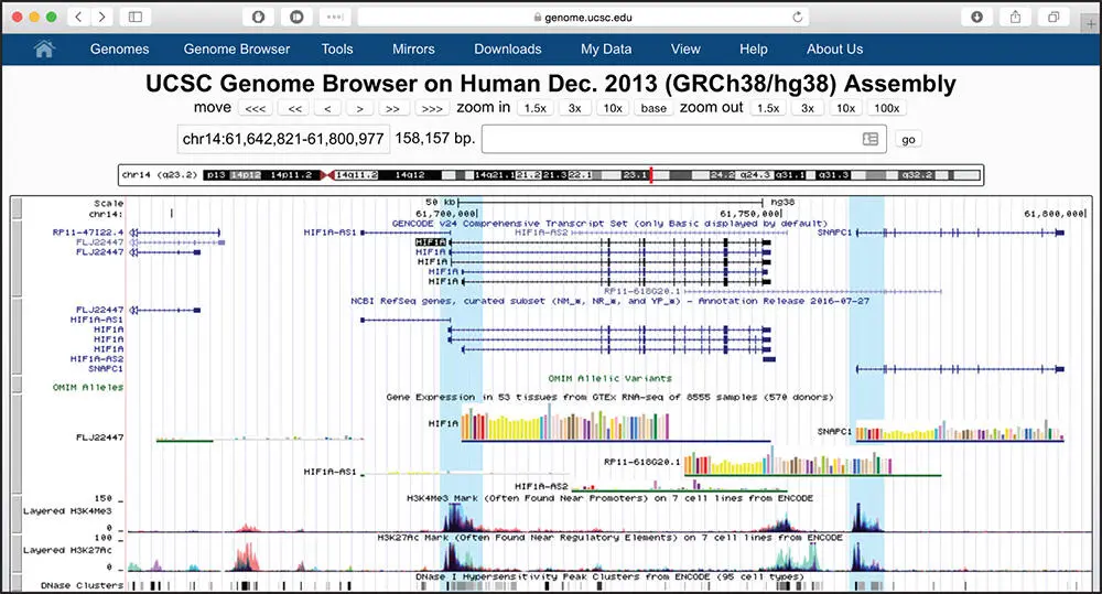 Figure 47 The genomic context of the human HIF1A gene after changing the - фото 58