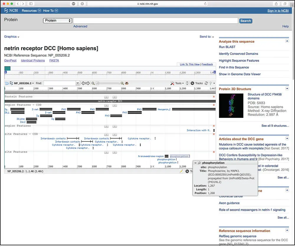 Figure 29 The same RefSeq entry for the netrin receptor shown in Figure 28 - фото 17