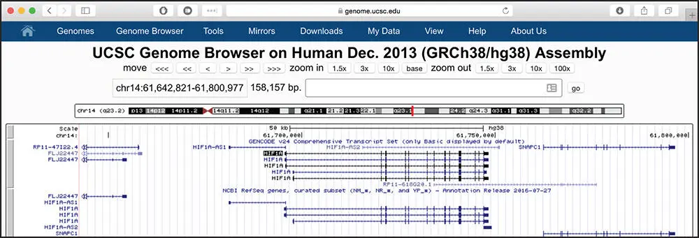 Figure 45 The genomic context of the human HIF1A gene after displaying RefSeq - фото 56
