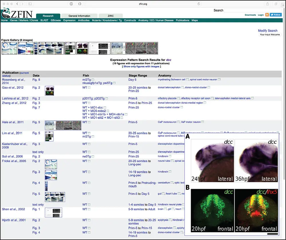 Figure 220 An example of gene expression data available through the Zebrafish - фото 28