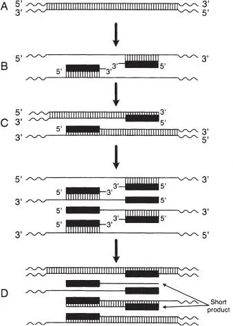 Figure 8 PCR A In the first cycle a doublestranded DNA target sequence is - фото 10