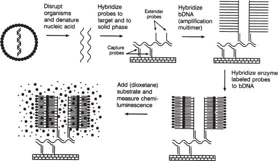 Figure 9 bDNAbased signal amplification Target nucleic acid is released by - фото 11