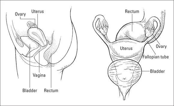 Illustration by Kathryn Born FIGURE 21The female reproductive organs The - фото 22