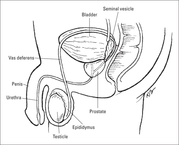 Illustration by Kathryn Born FIGURE 22The male reproductive organs The - фото 32