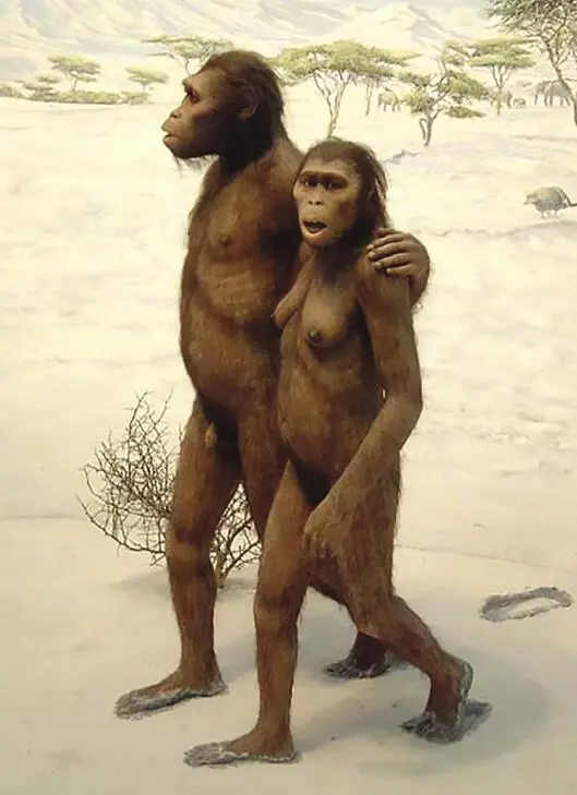 Figure 22 Australopithecus reconstruction of Mr and Mrs Lucy Courtesy of - фото 5