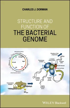 Charles J. Dorman Structure and Function of the Bacterial Genome обложка книги