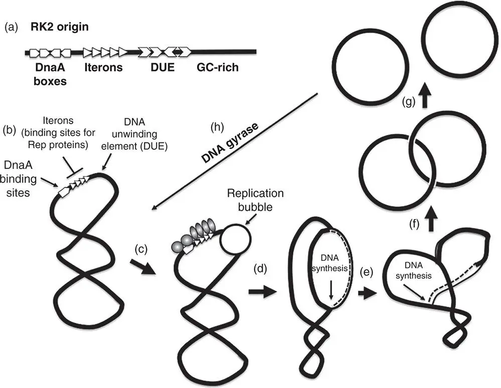 Figure 112Theta model of plasmid replication a The structure of the origin - фото 13