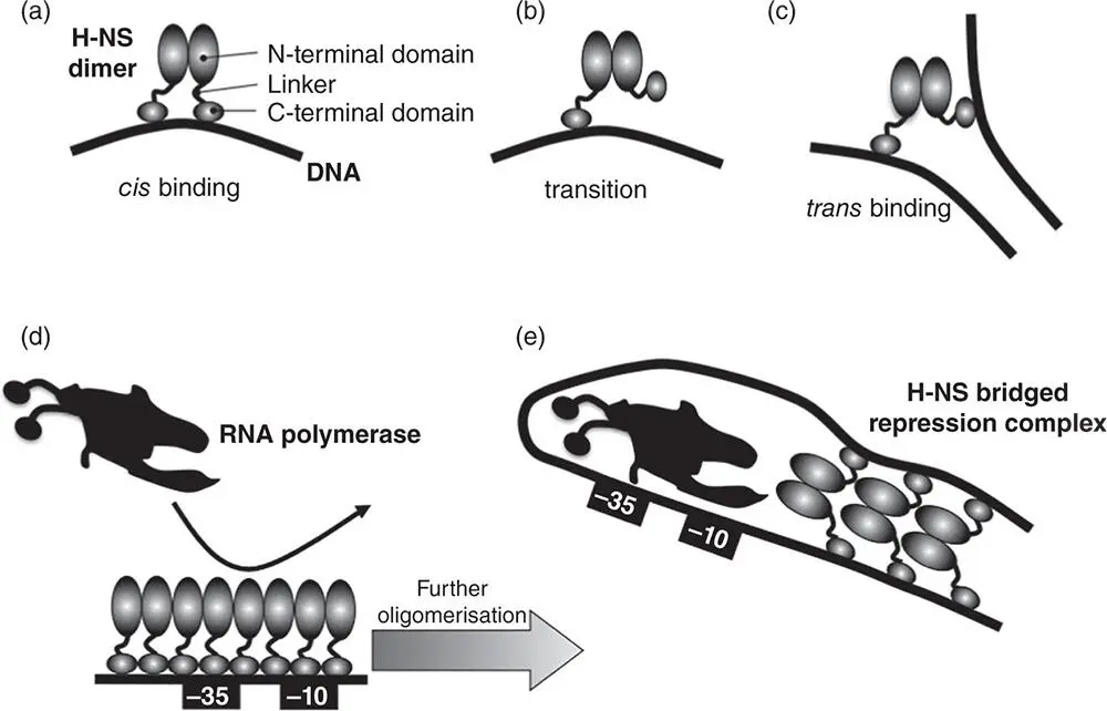 Figure 123The DNAbinding modes of HNS The HNS monomer is shown as two - фото 24