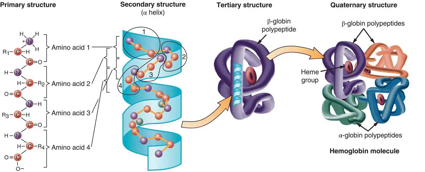 Figure 21This figure shows the way in which amino acids are the building - фото 17