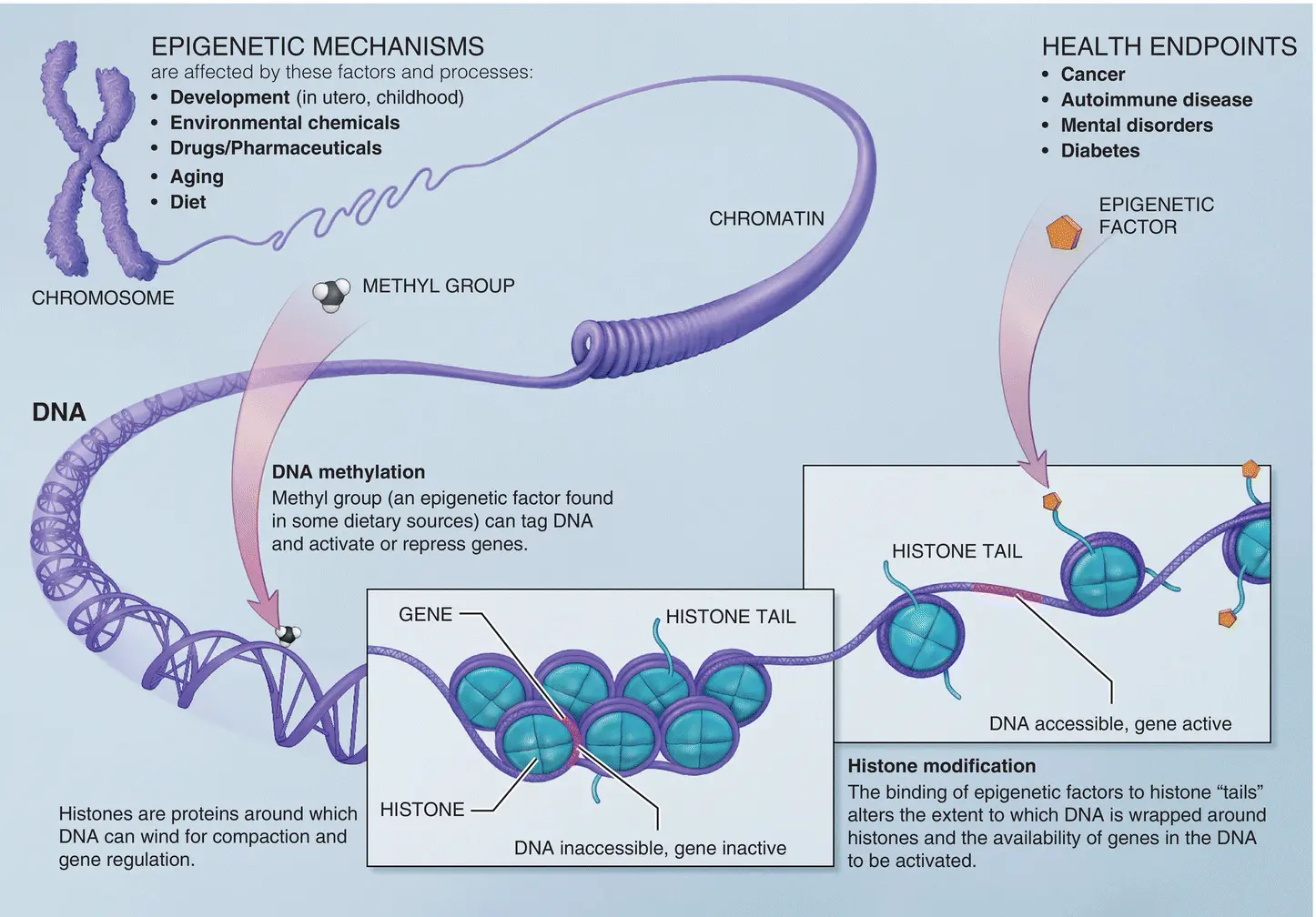 Figure 112The mechanisms of epigenetics Credit National Institutes of - фото 16