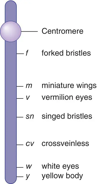 Figure 16Morgans experiments with Drosophila led to the development of the - фото 9
