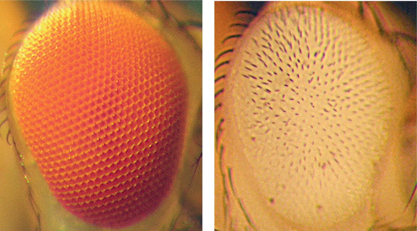 Figure 15Most Drosophilia look like the redeyed fly on the left Morgans - фото 8