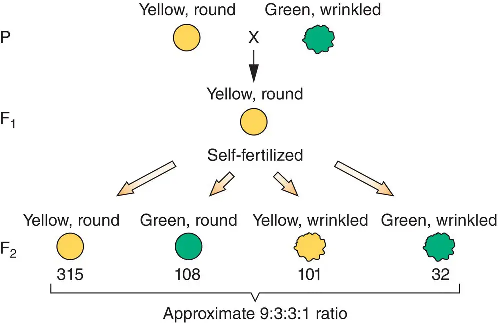 Figure 14Mendels first law of segregation says that alleles will segregate - фото 7