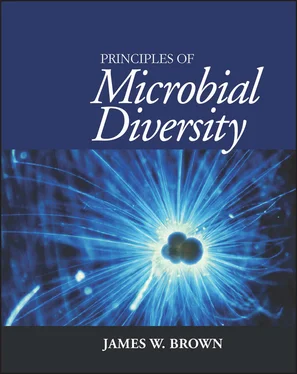 James W. Brown Principles of Microbial Diversity обложка книги