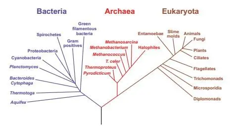 Figure 1 The three large domains of life Bacteria Archaea and Eukaryota - фото 3