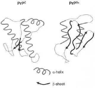 FIGURE 114 Representation of the proposed structural changes in PrP 137 - фото 43