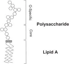 FIGURE 115 The general structure of lipopolysaccharide The lipid A component - фото 44