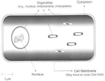 Cytoplasmic membrane Organelles eg chloroplasts mitochondria - фото 12
