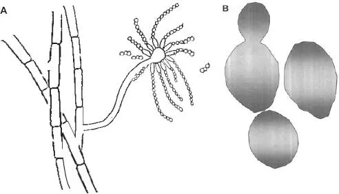 FIGURE 12 Typical fungal structures A Filamentous fungus mold Hyphae are - фото 17