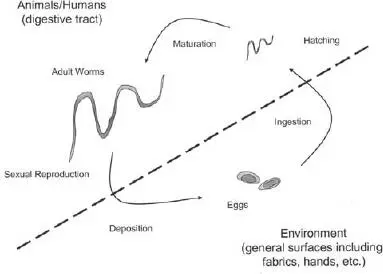 FIGURE 11 A typical helminth life cycle example Enterobius vermicularis - фото 16