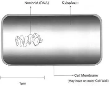 Cytoplasmic membrane Organelles eg chloroplasts mitochondria - фото 11