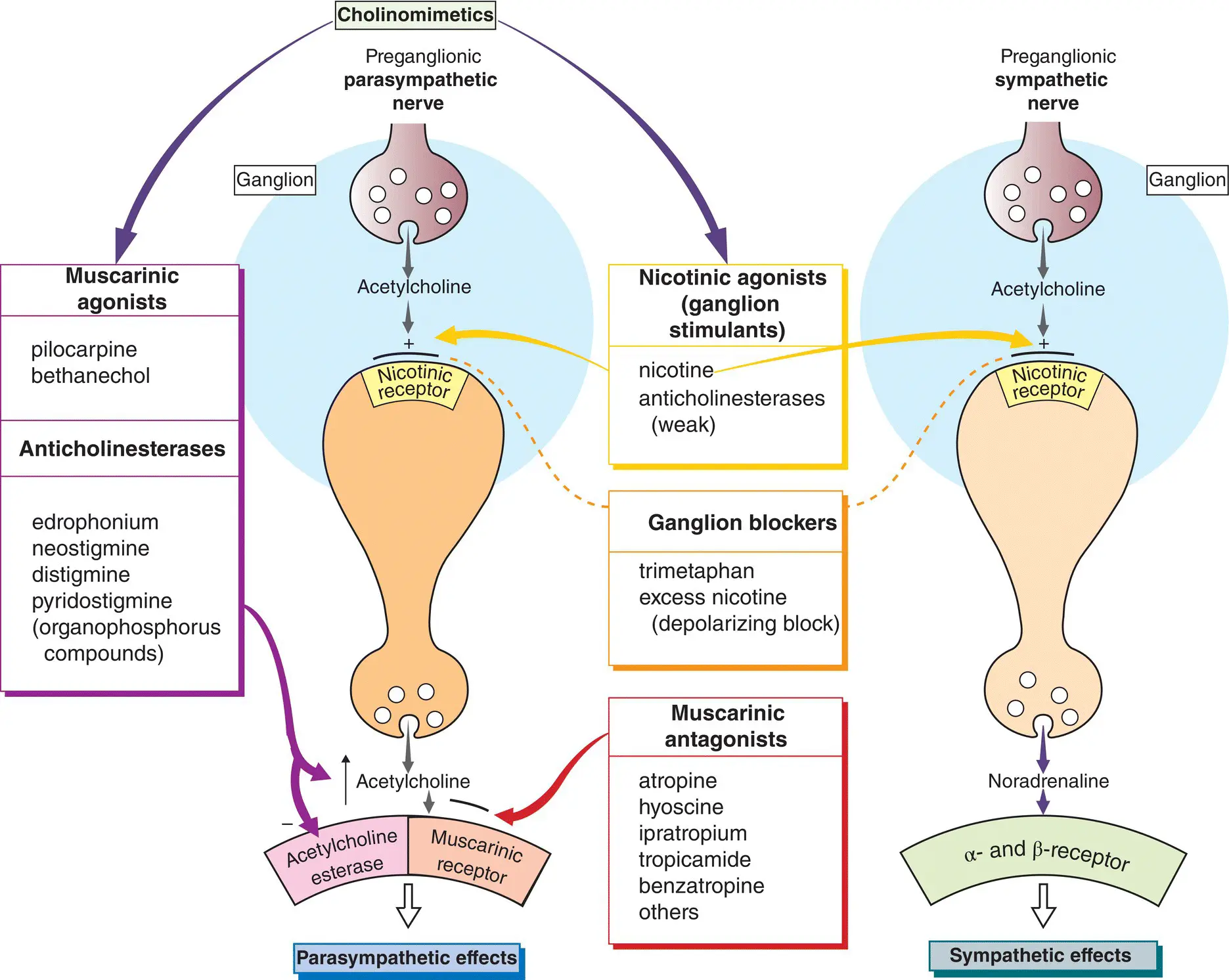 Acetylcholine released from the terminals of postganglionic parasympathetic - фото 55