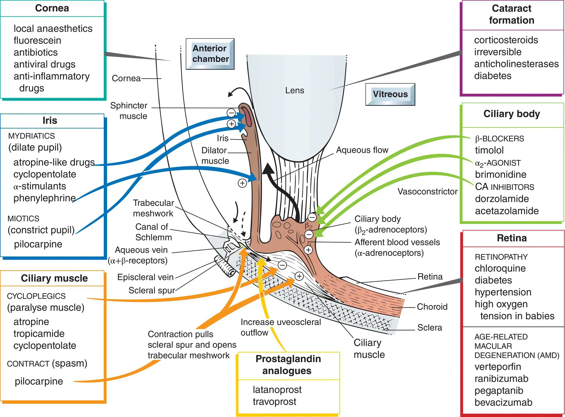 The eye is an inflated spherical shell its outer layer being the tough - фото 63