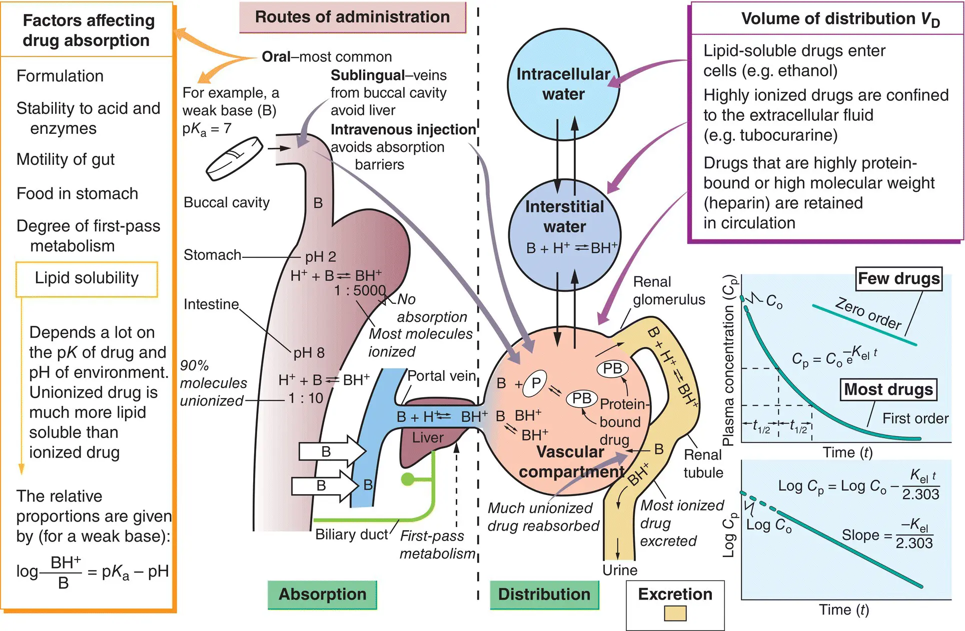 Most drugs are given orallyand they must pass through the gut wall to enter the - фото 22
