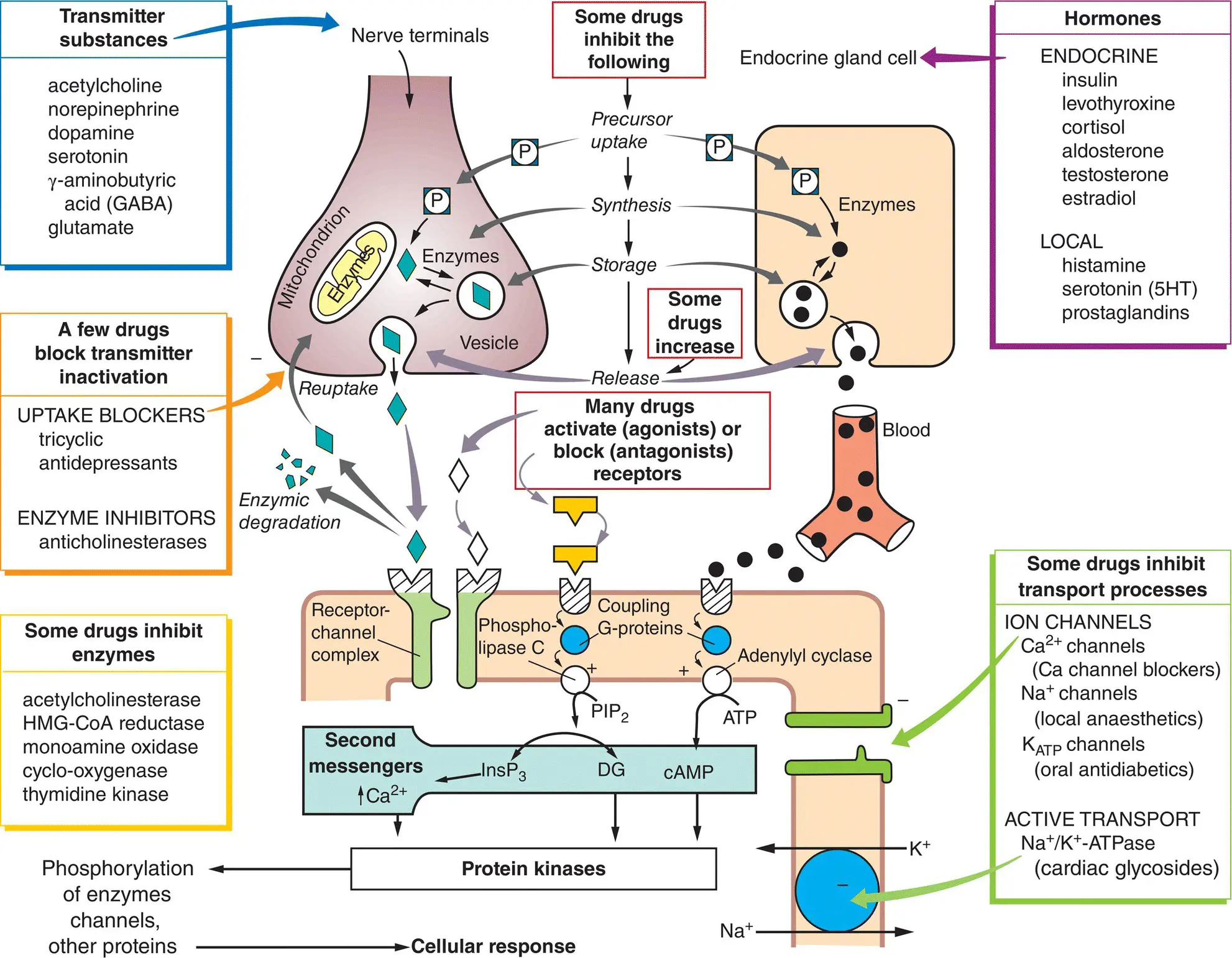 Medical pharmacology is the science of chemicals drugs that interact with the - фото 9